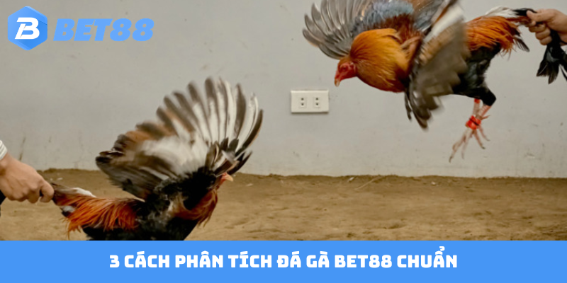 3 cách phân tích đá gà Bet88 chuẩn